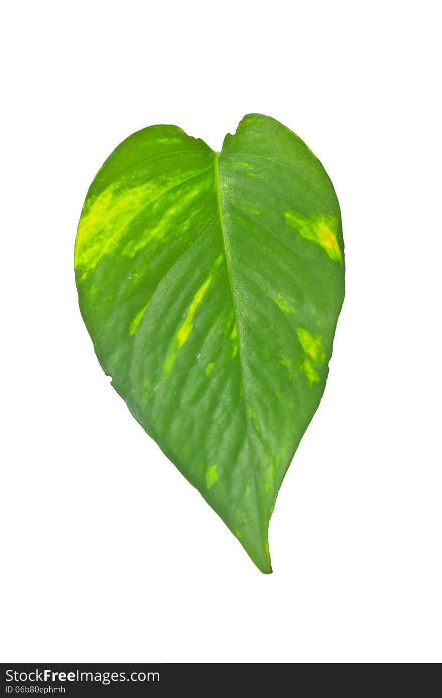 Leaf plant epipremnum scindapsus close up isolated on white background (Golden pothos, Devil's iIvy, Hunter's-robe). Leaf plant epipremnum scindapsus close up isolated on white background (Golden pothos, Devil's iIvy, Hunter's-robe)