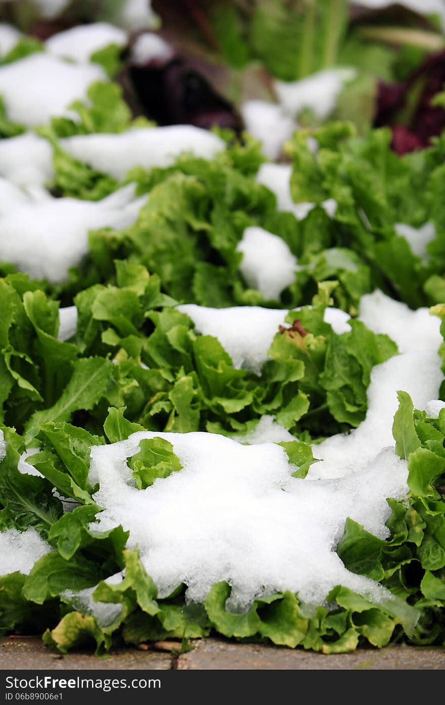 Snow covered lettuce