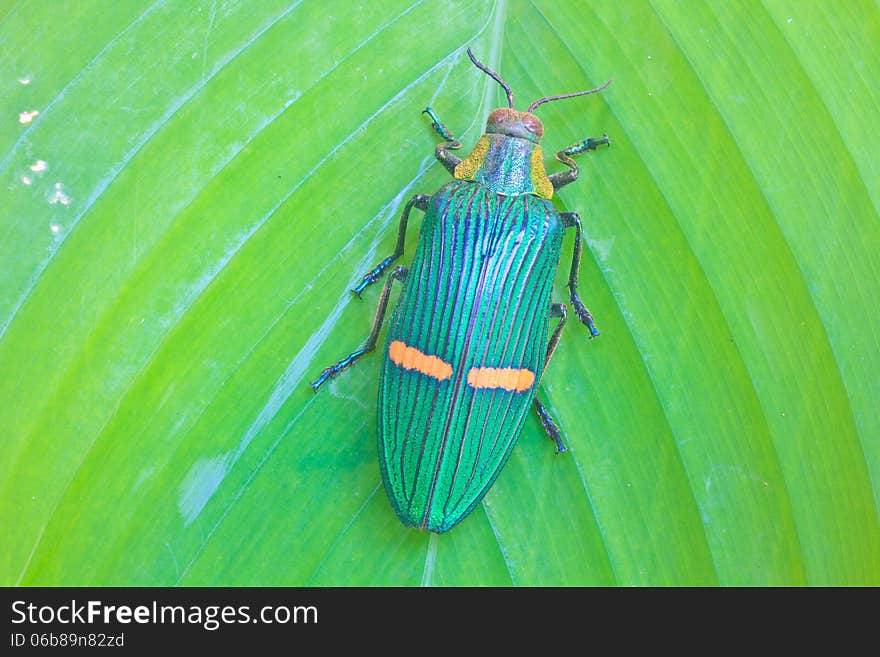 Insect from Thailand