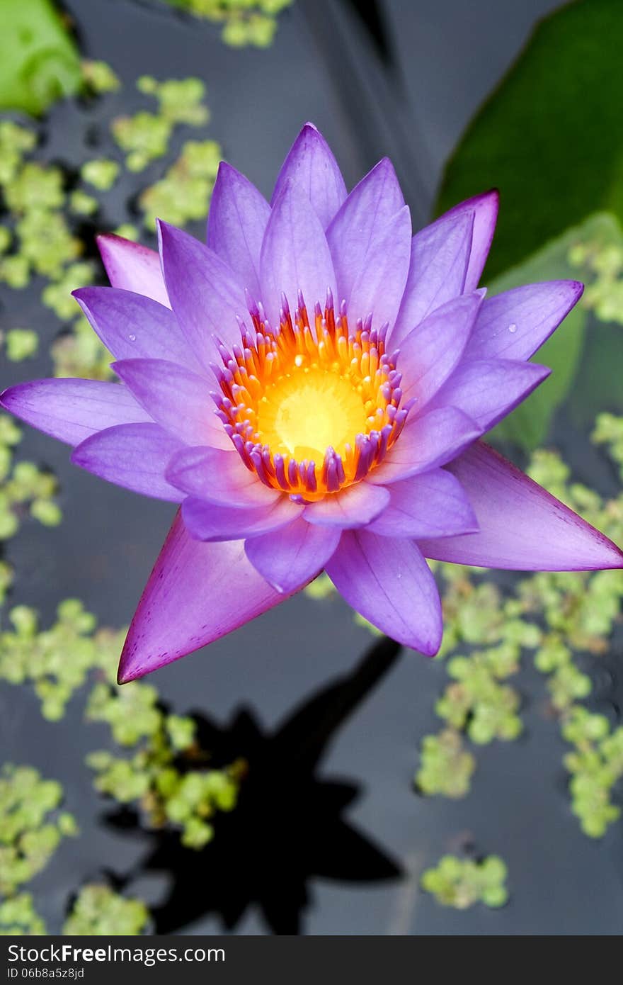 Water lilly flower, sweet color of lotus flower