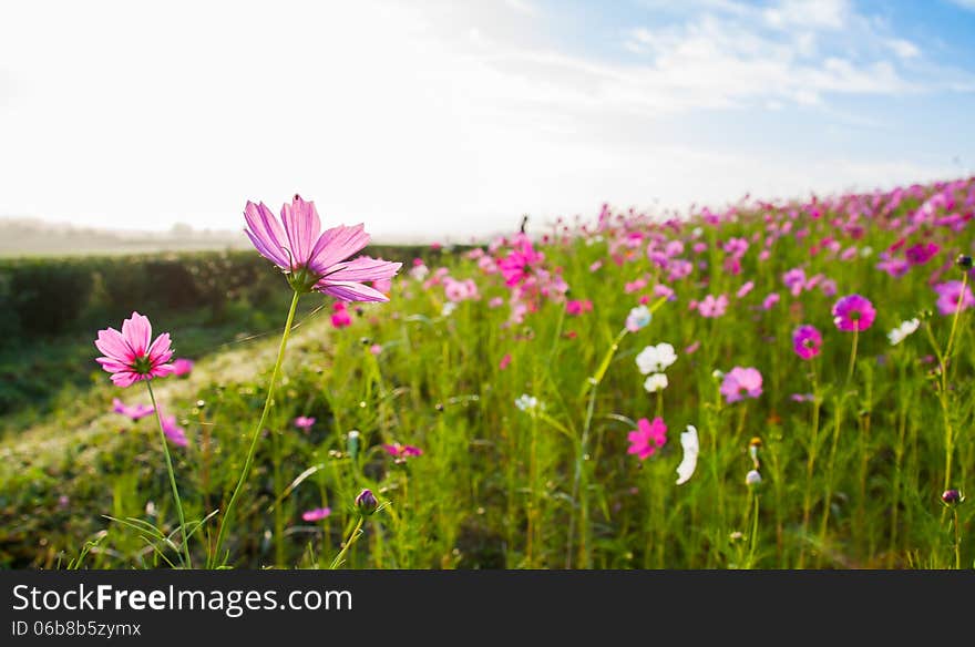 A pink cosmos flowers in flowers field. A pink cosmos flowers in flowers field