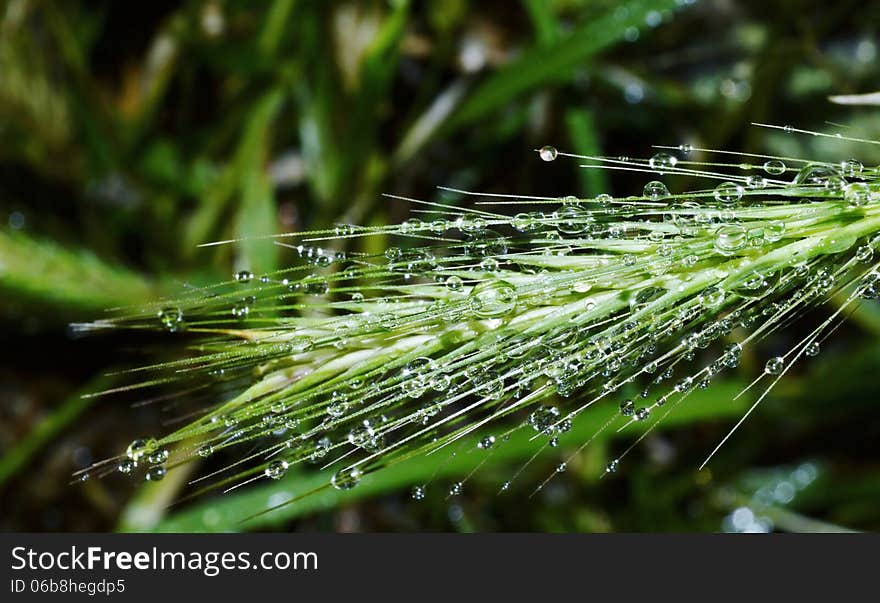 Dew drops