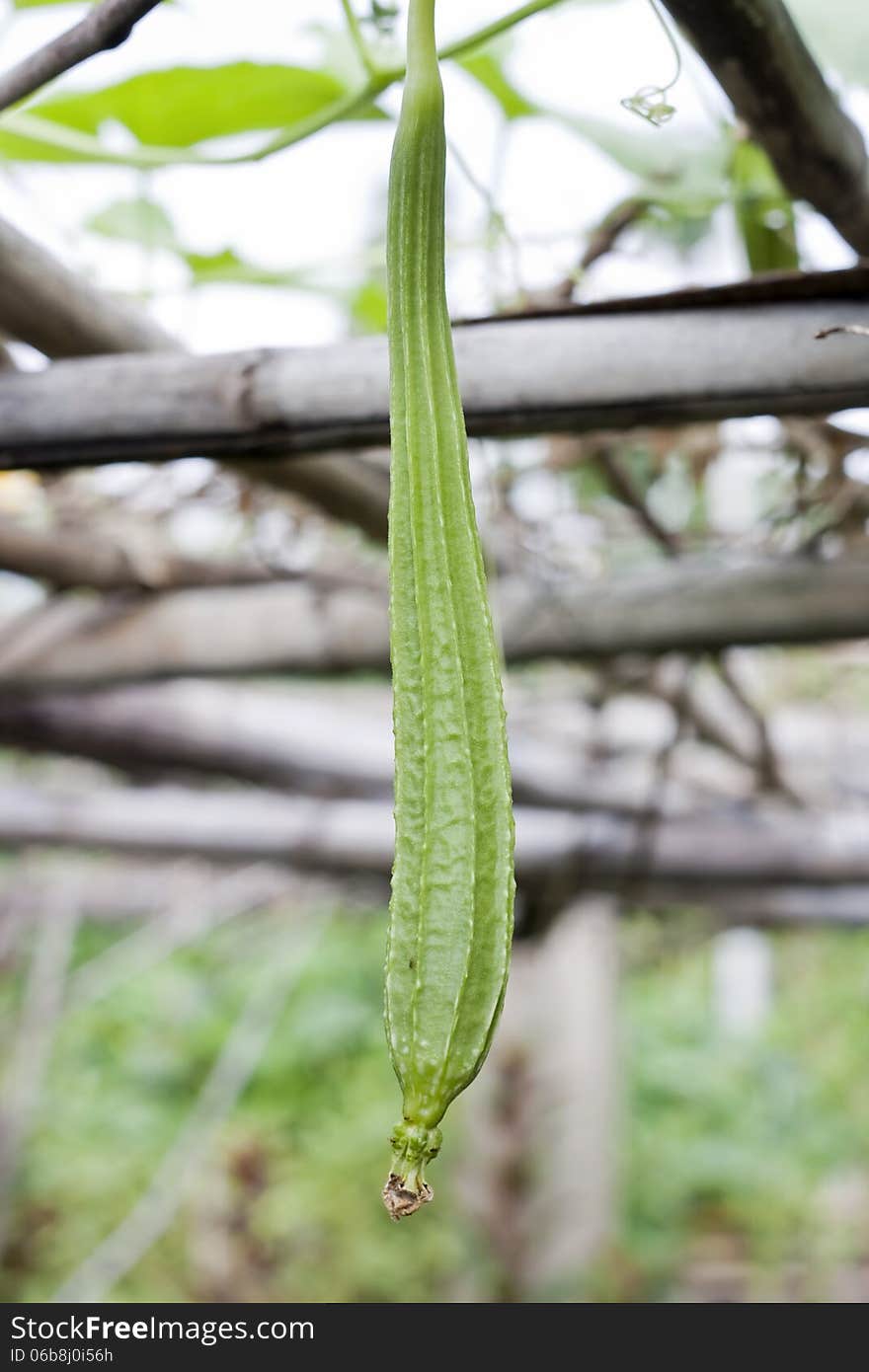 Angled Gourd, angled loofah in garden