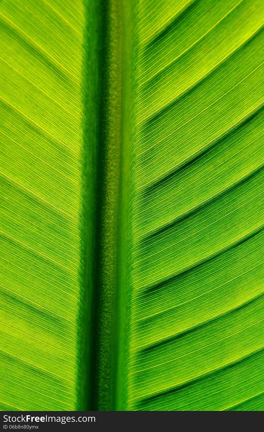 Close up of green wild banana leaf