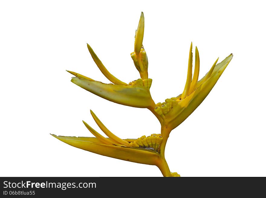 Bird of paradise flowers on a white background