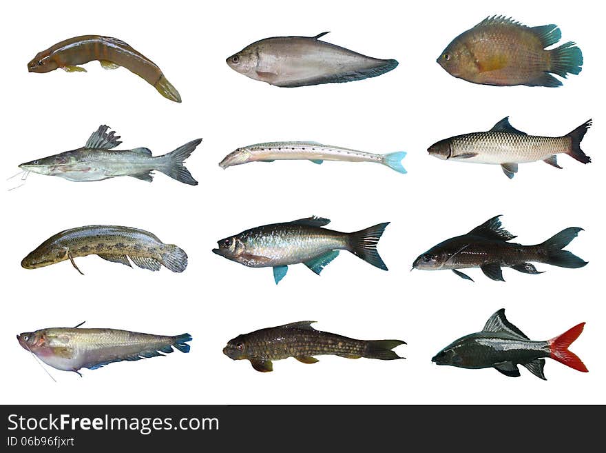 Set Freshwater fish of Thailand