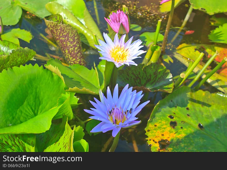 Close up lotus flower in the pot in summer