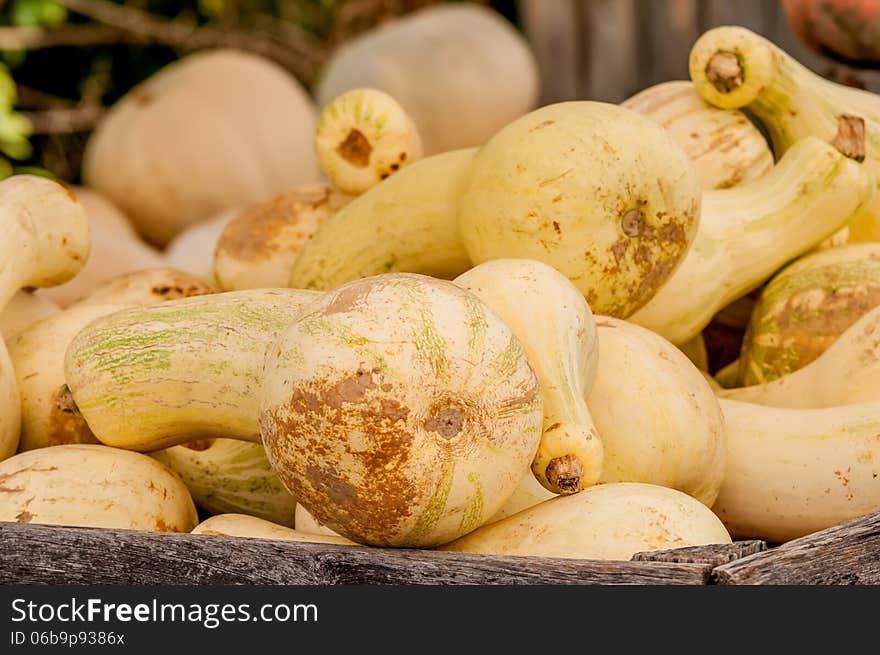 Display of fresh yellow squash at the market