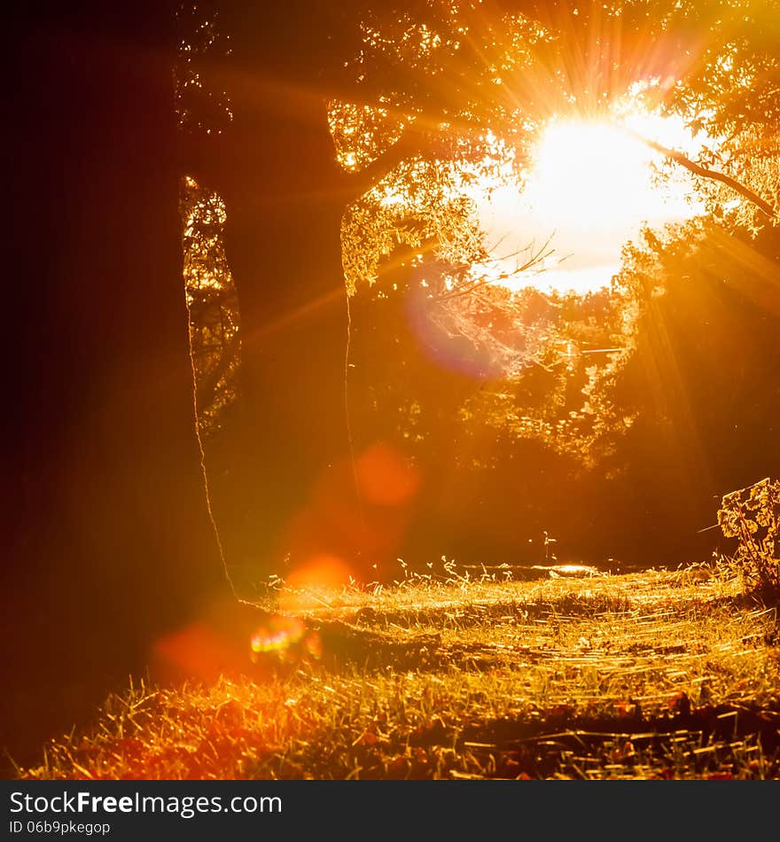 Sunset in backyard with spider web shining on grass