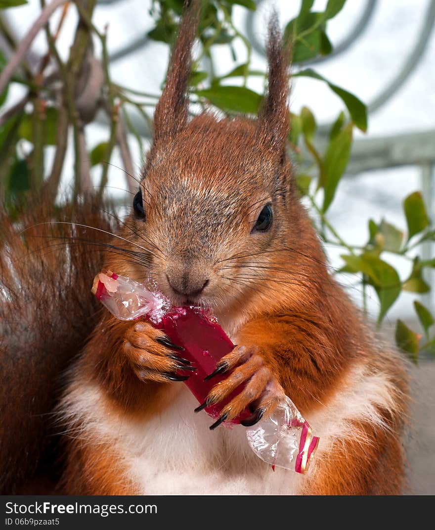 Red squirrel eating candy in a wrapper