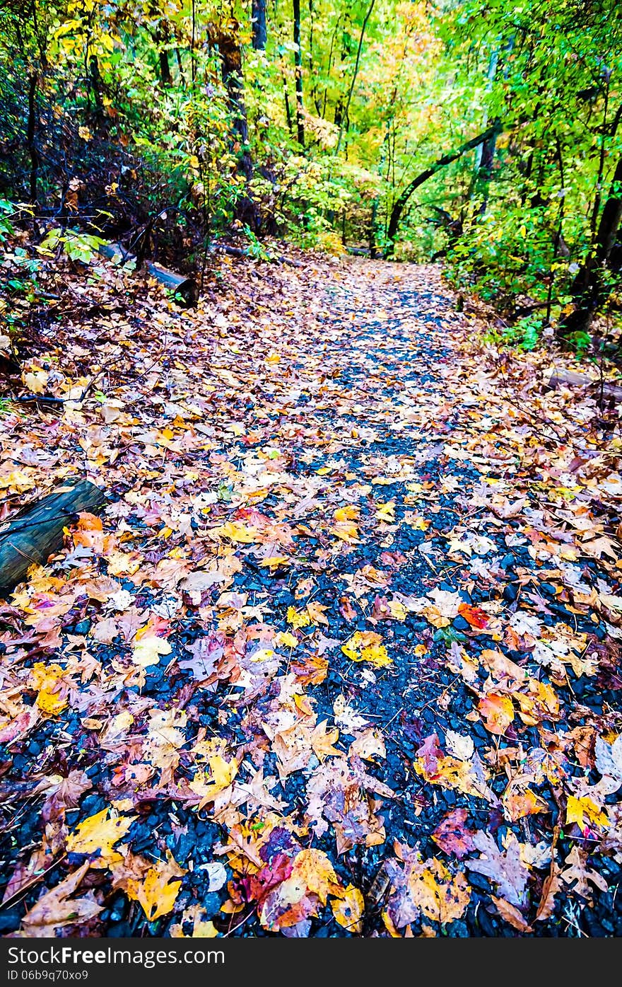 Autumn country road