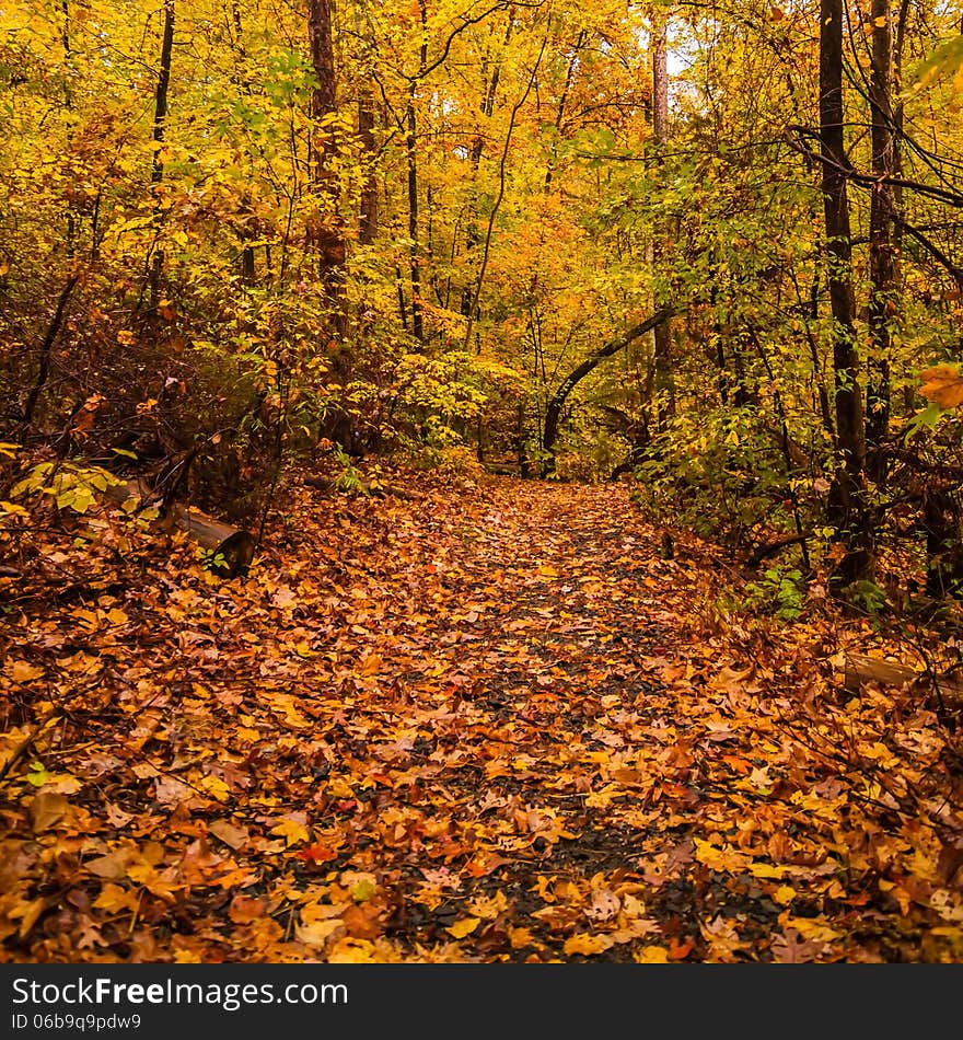 Autumn country road