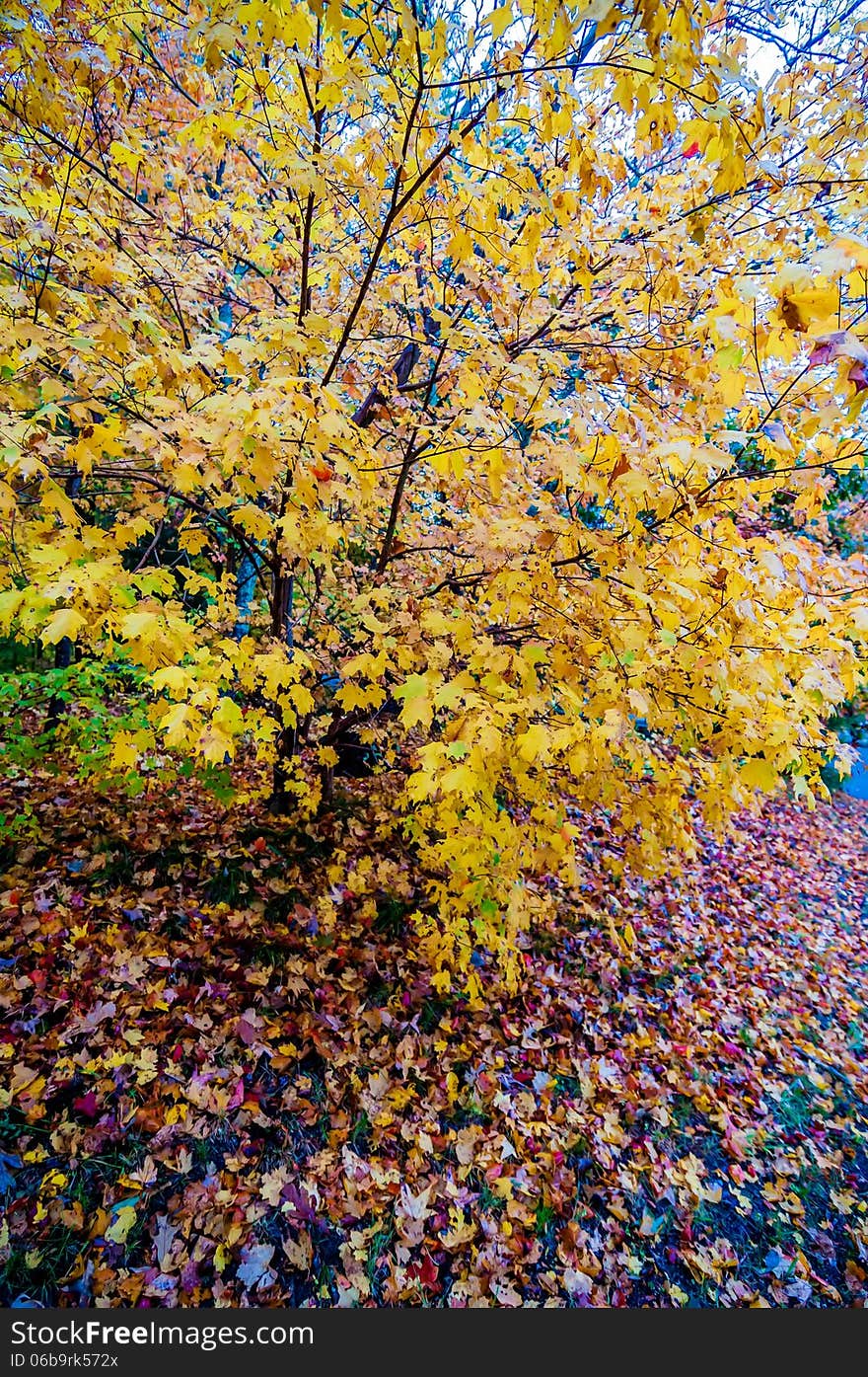 Autumn colors within southern city limits in late november