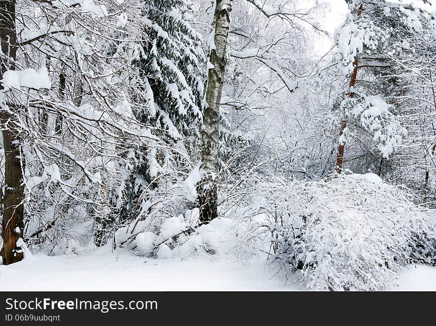 Winter trees covered with snow in the forest .