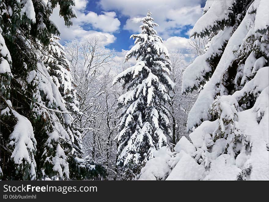 Winter trees covered with snow in the forest .