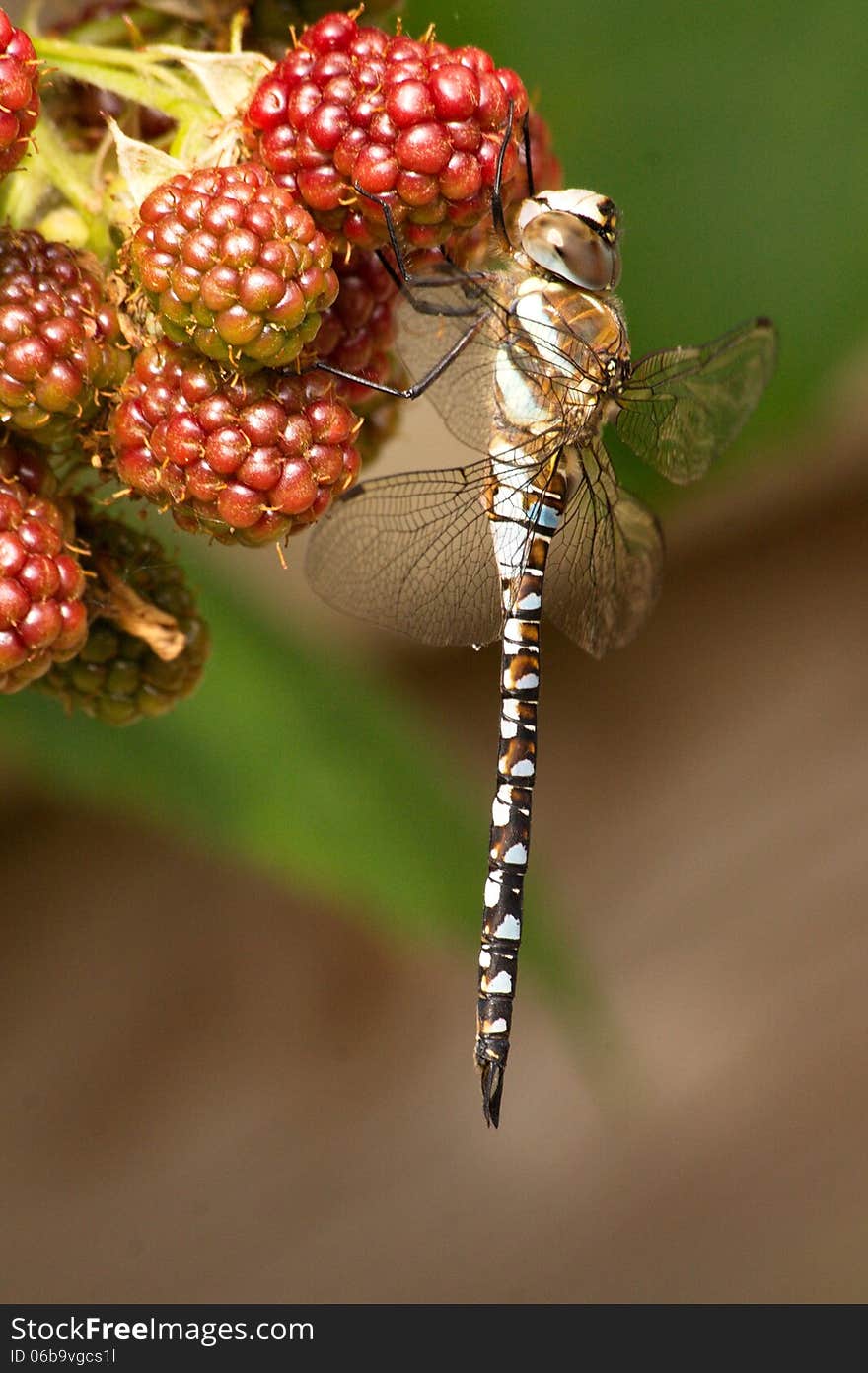 A dragonfly feeding off a blackberry. Stunning details show what an amazing insect this is. A dragonfly feeding off a blackberry. Stunning details show what an amazing insect this is.