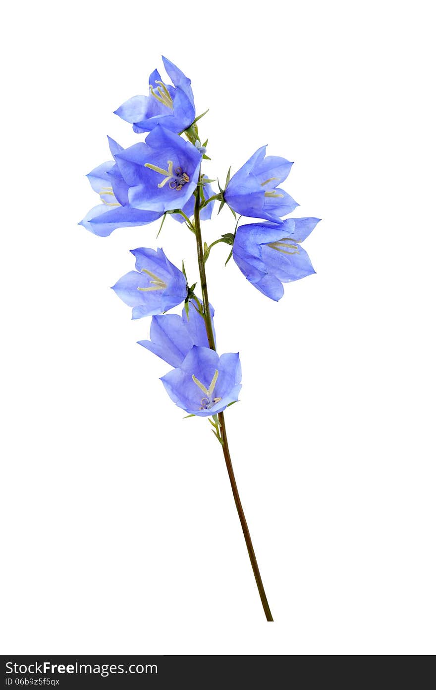 Blue Wildflower