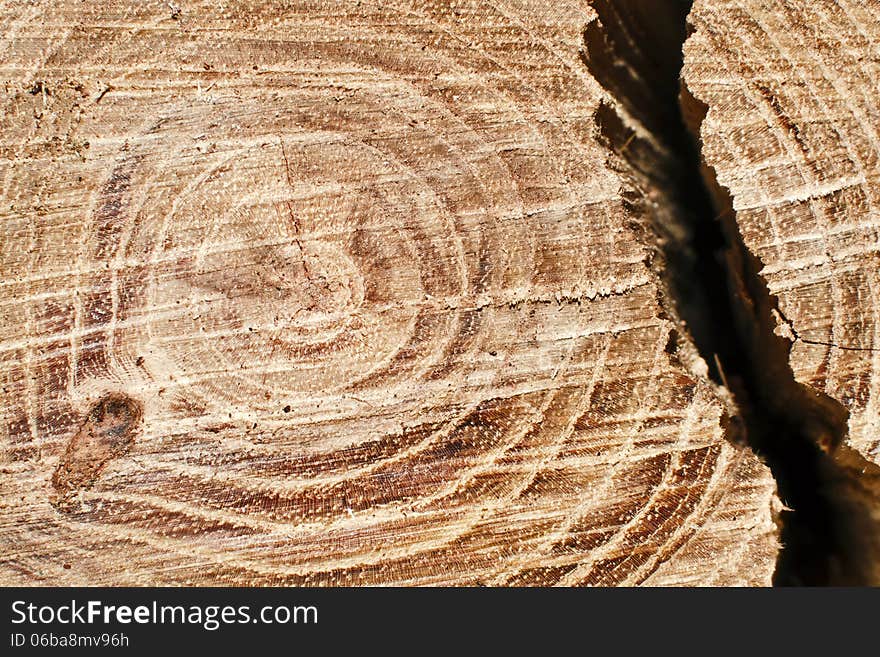 Detail of a cut tree trunk