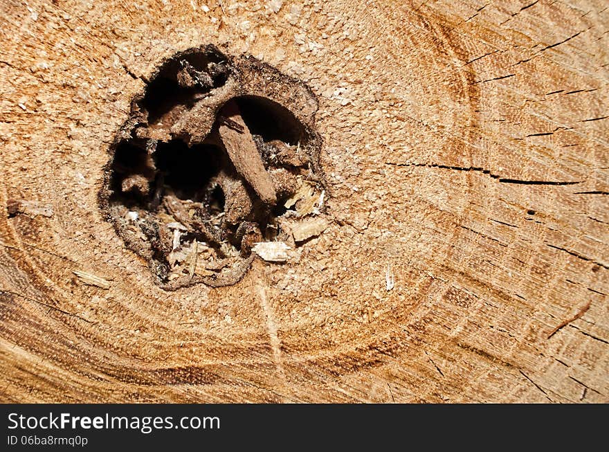 Detail of a cut tree trunk