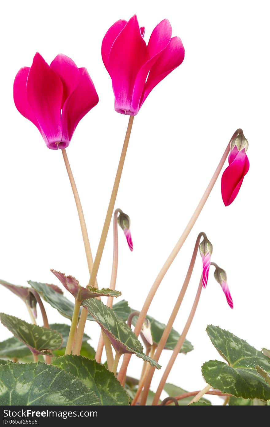 Cyclamen