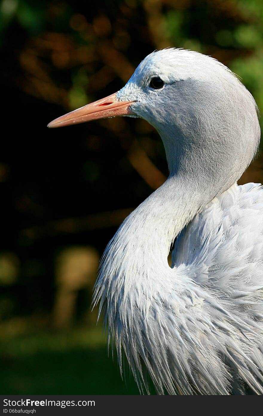Blue Crane Anthropoides paradiseus also known as Stanley Crane and Paradise Crane is the national bird of South Africa.