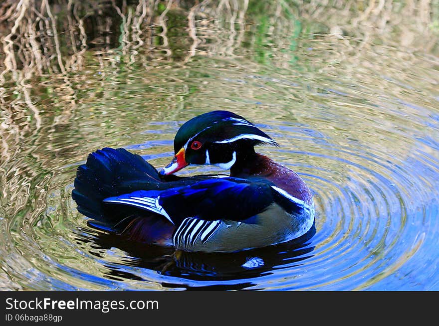 Mandarin duck