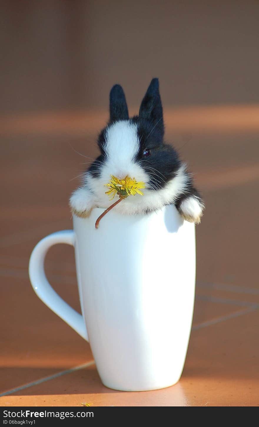 Cute dwarf rabbit sitting in a white mug with a yellow daisy in its mouth. Cute dwarf rabbit sitting in a white mug with a yellow daisy in its mouth.