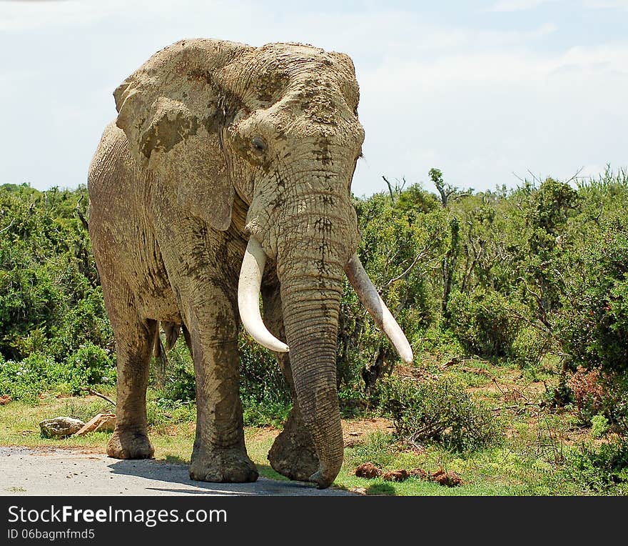 Giant bull elephant