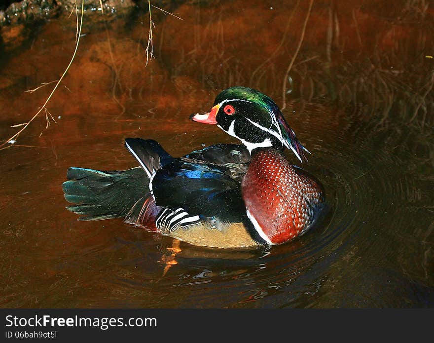 Colourful Aix galericulata or Mallard duck on water at a bird sanctuary in South Africa. Colourful Aix galericulata or Mallard duck on water at a bird sanctuary in South Africa.