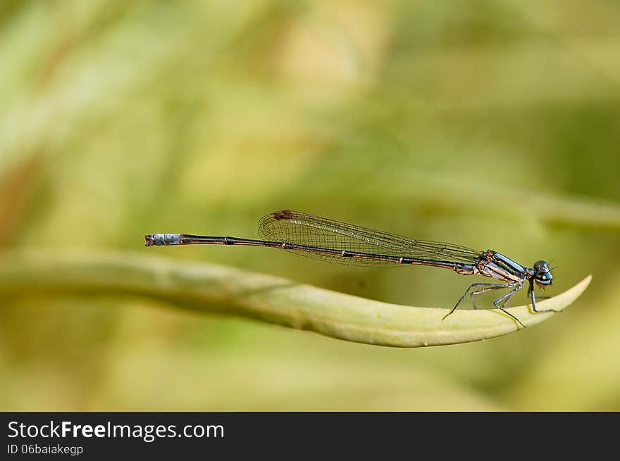 A Zygoptera or blue damselfly perched on a green leaf beside a river in South Africa. A Zygoptera or blue damselfly perched on a green leaf beside a river in South Africa.