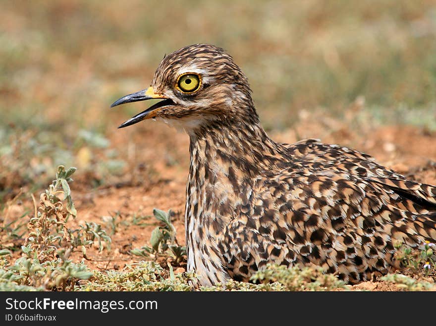 Spotted Dikkop or Cape Thick-knee