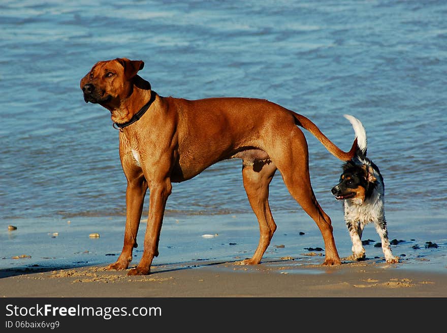 Dogs On The Beach