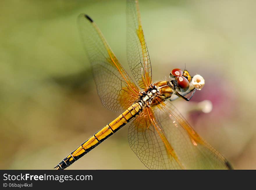 Pretty yellow ragonfly close up showing red compound eyes taken in South Africa. Pretty yellow ragonfly close up showing red compound eyes taken in South Africa.