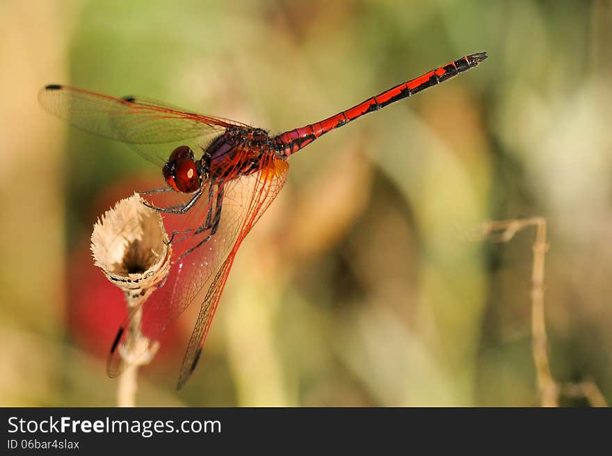 Red dragonfly close up