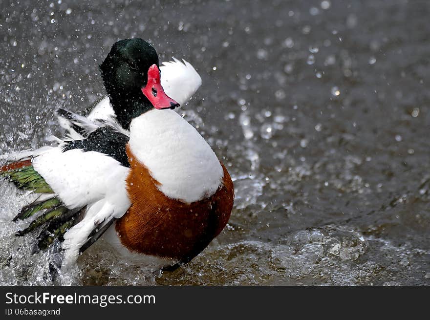 Brown black white and green duck close-up splashing water. Brown black white and green duck close-up splashing water