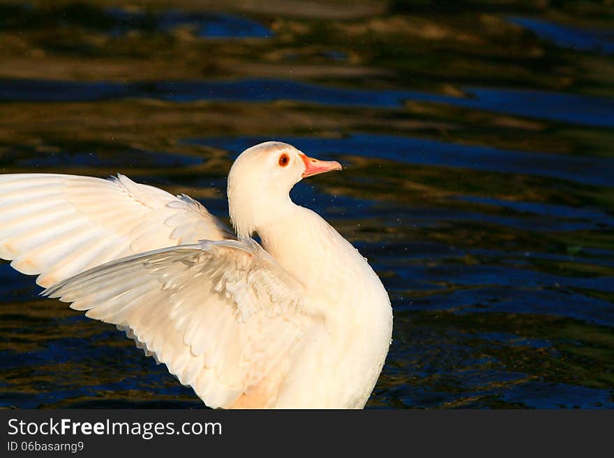 White duck wings outstretched