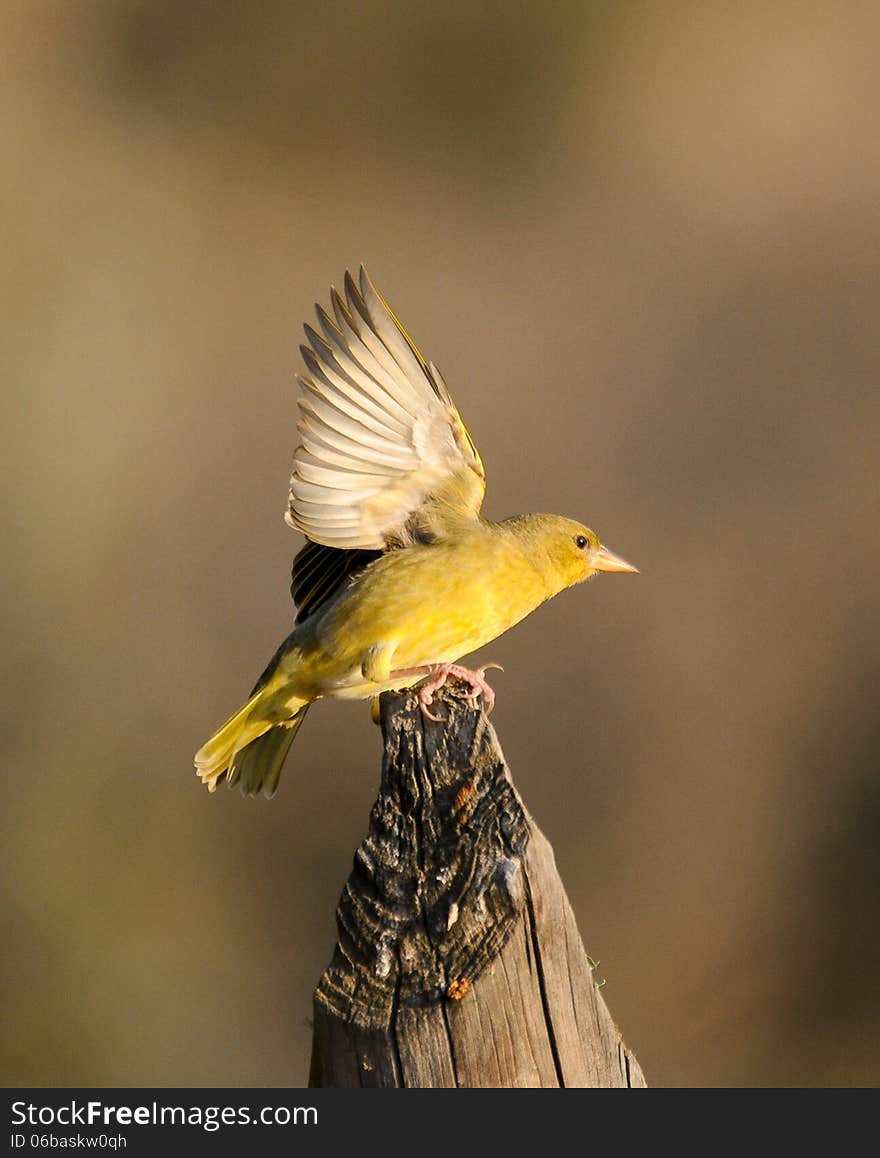 Juvenile yellow weaver