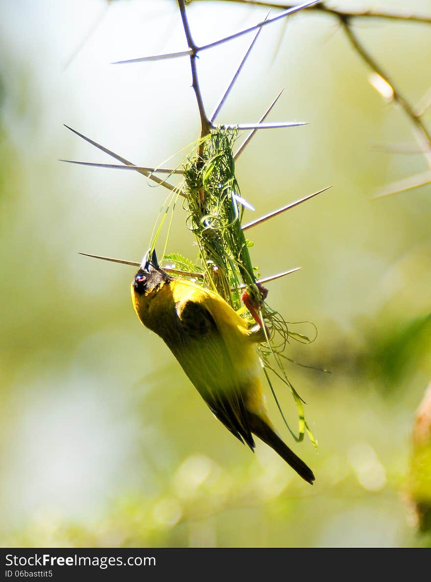 Masked Weaver Weaving Nest