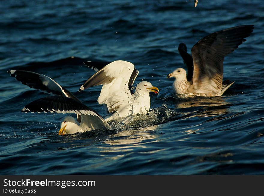 Seagulls on ocean wave