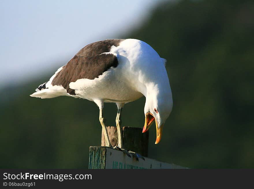 Seagull squawking