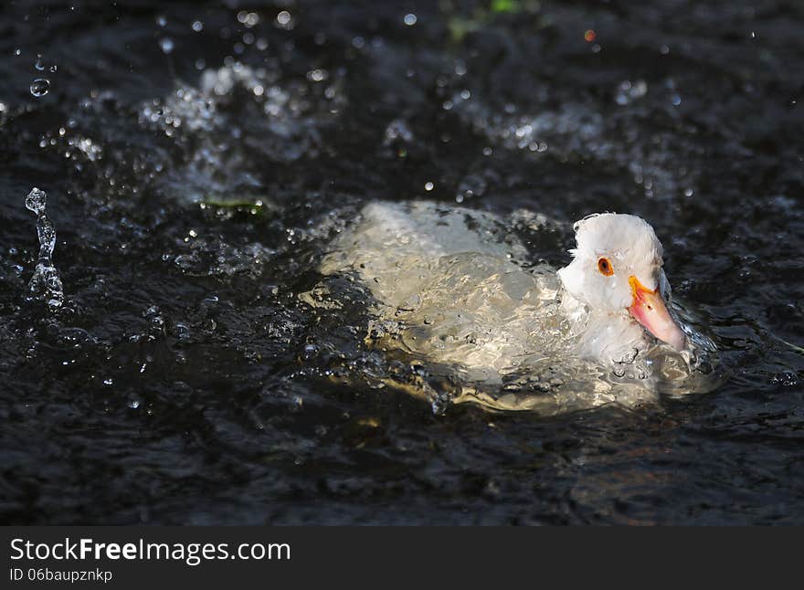 White duck under water