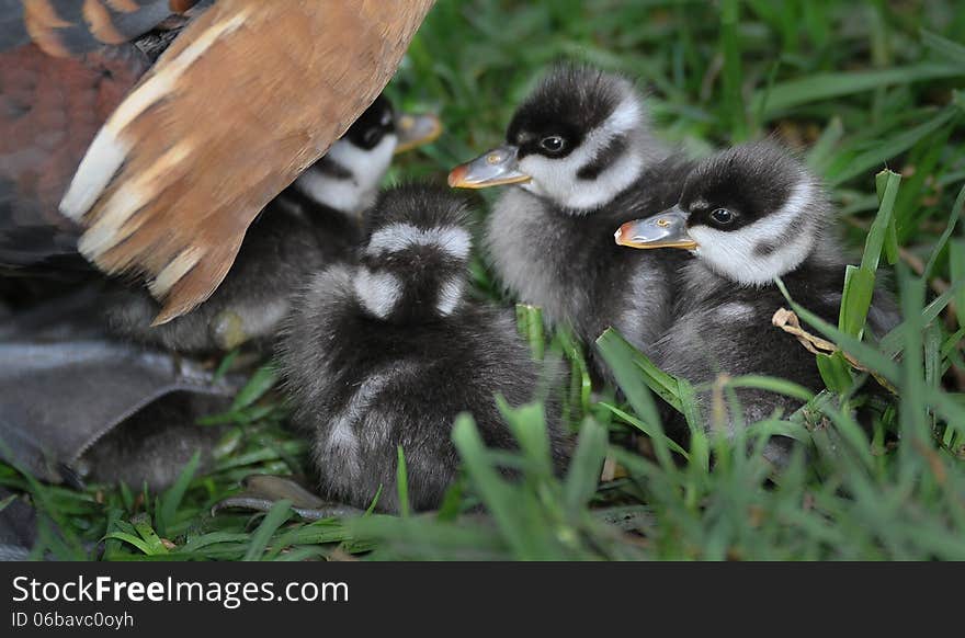 Ducklings Under Mothers Wing