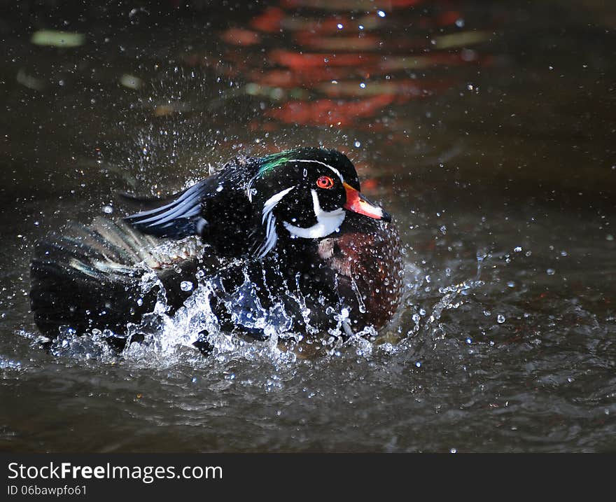 Mandarin duck