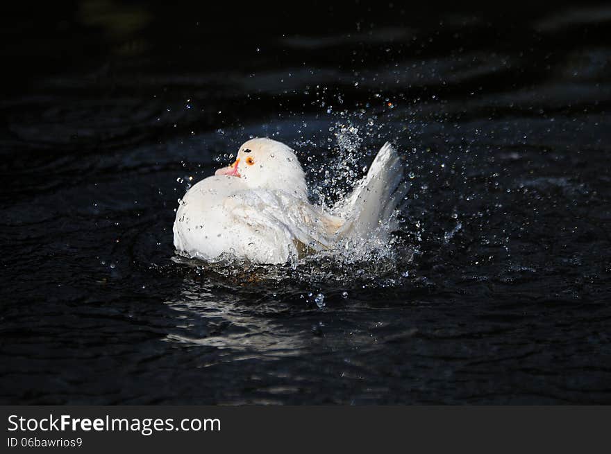 White duck splashing water droplets over its plumage