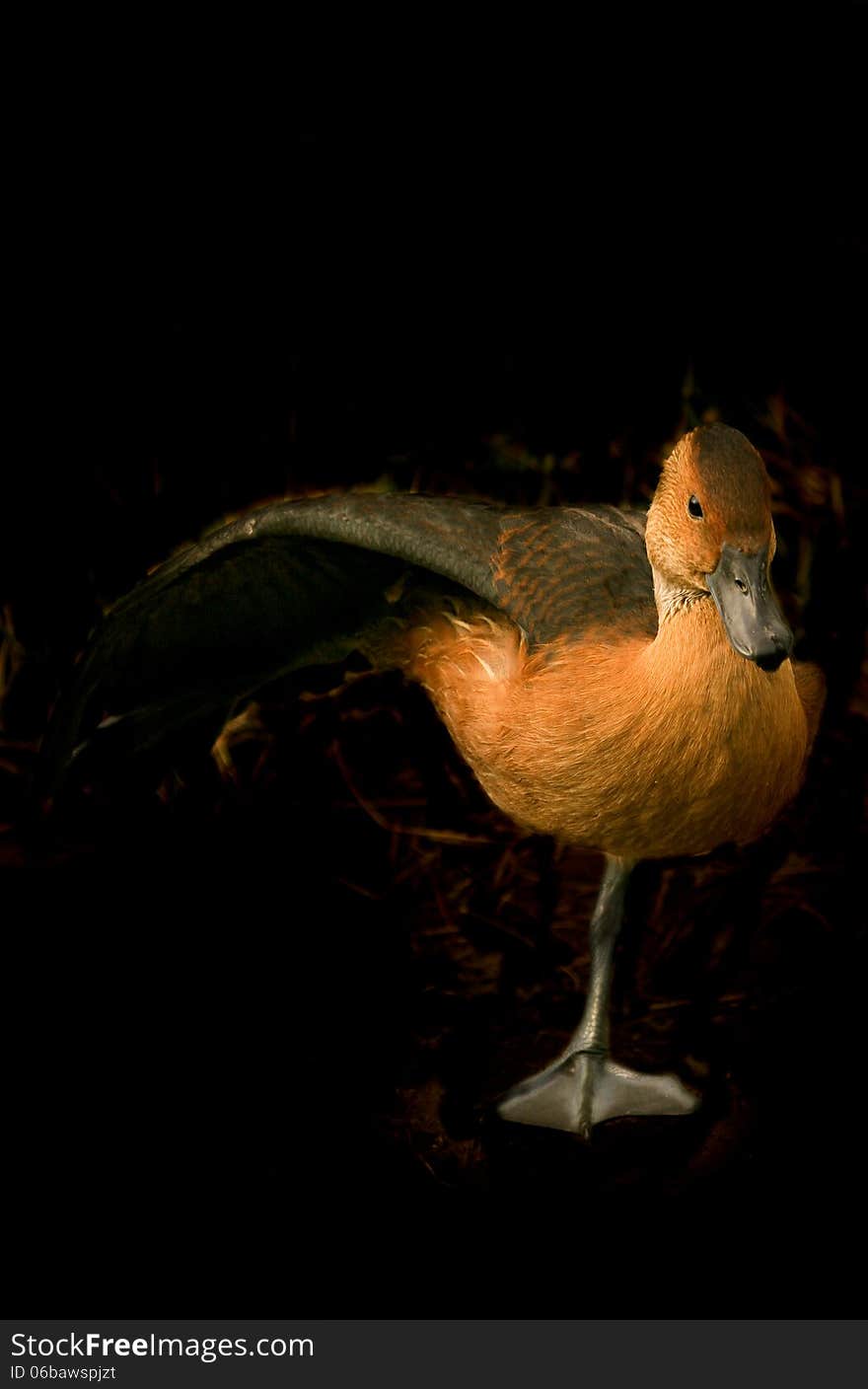 Duck Standing On One Leg