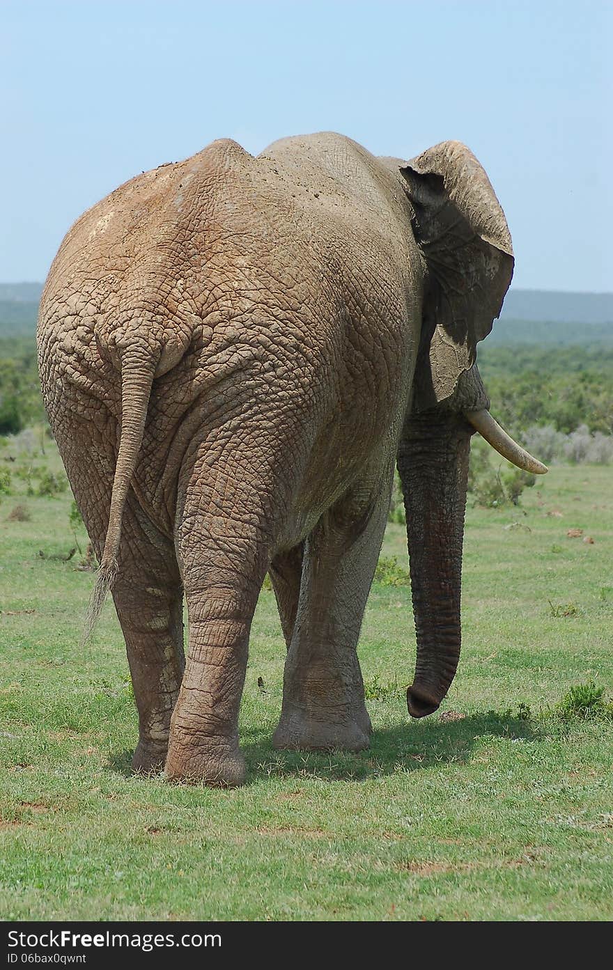 Elephant behind