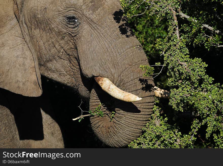 Close up shot of an elephant feeding on spekboom in Addo Elephant National Park in South Africa. Close up shot of an elephant feeding on spekboom in Addo Elephant National Park in South Africa