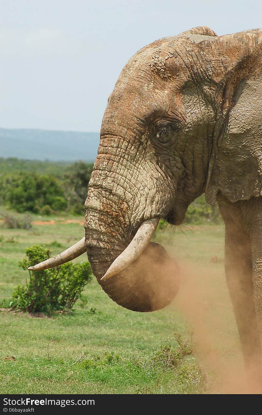 Mud caked bull elephant snorts red dust from it's trunk in South Africa. Mud caked bull elephant snorts red dust from it's trunk in South Africa.