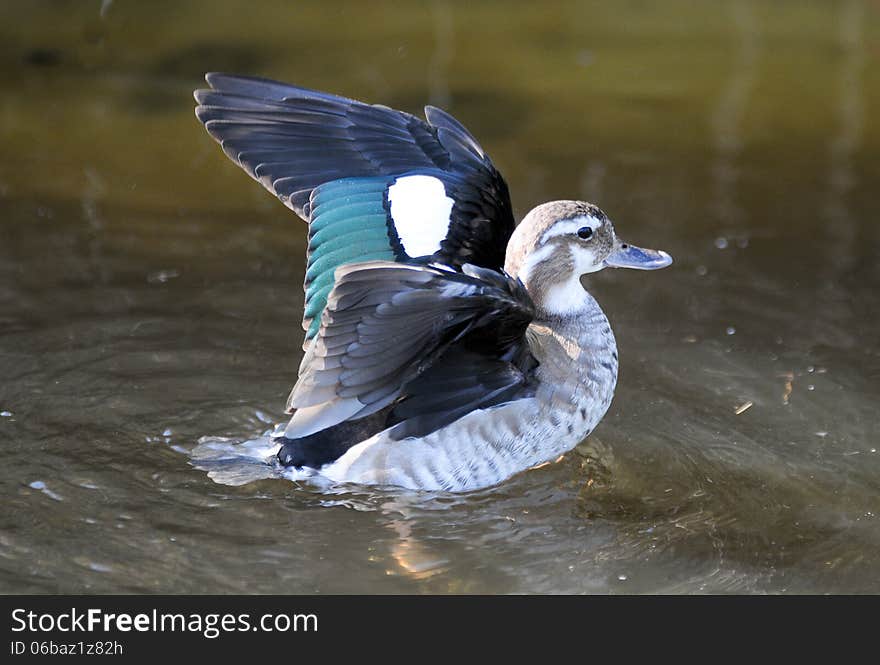 Grey duck with wings spread on a pond at a bird sanctuary in South Africa.