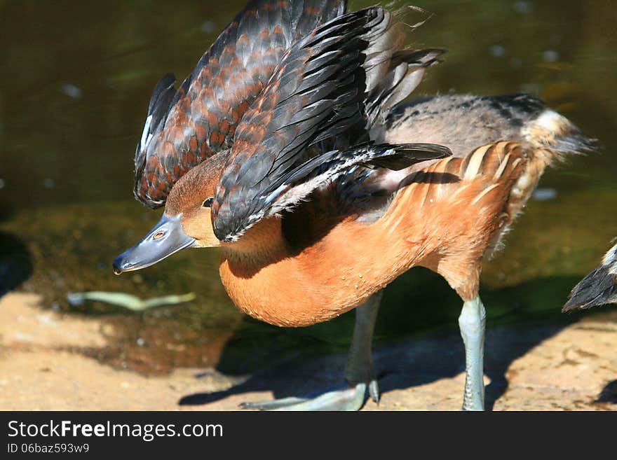 Close-up of rust coloured duck with its wings arched over its head to maximise warmth. Close-up of rust coloured duck with its wings arched over its head to maximise warmth.